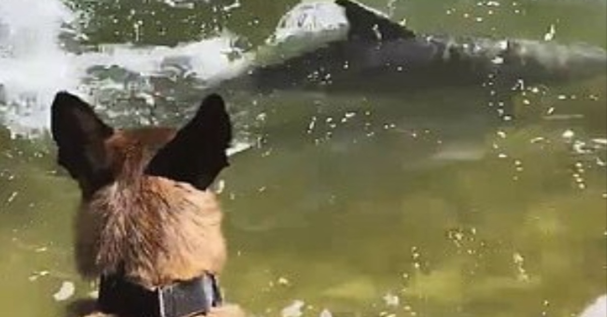 Mako Malinois delfini video