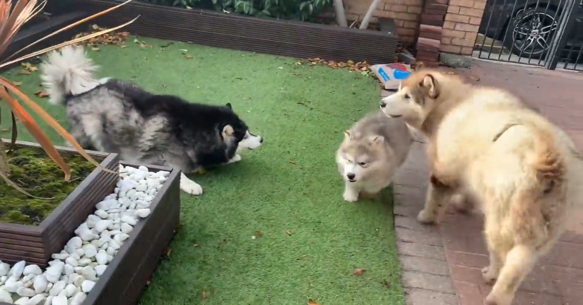 Due Malamute giganti incontrano il nuovo arrivato della stessa razza (VIDEO)