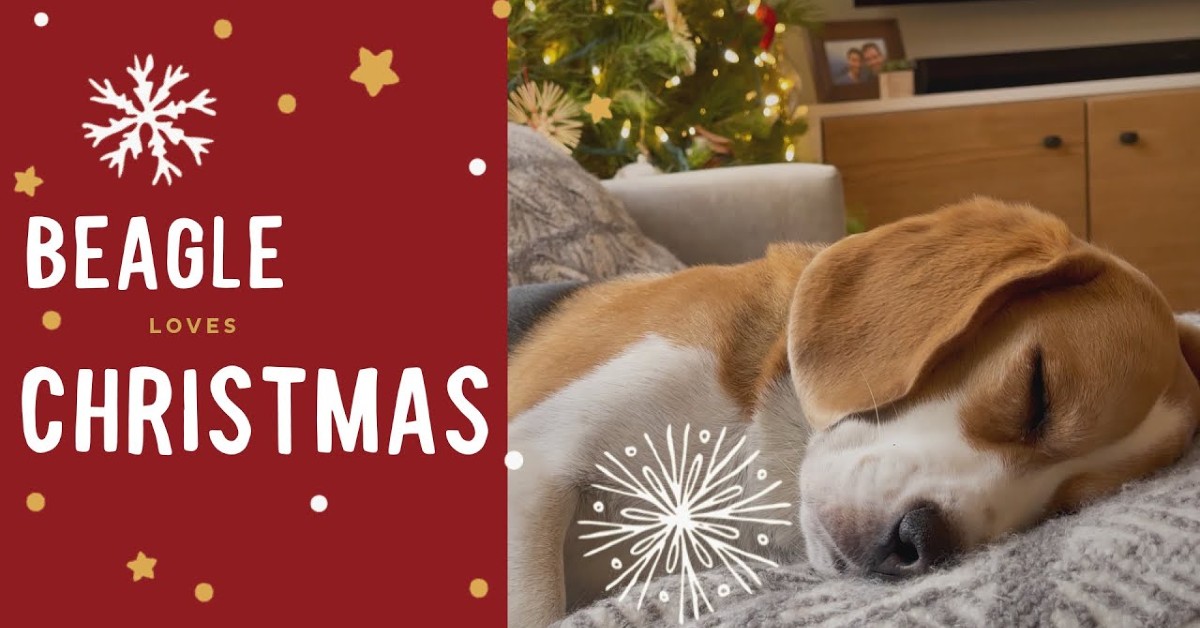Il cucciolo di Beagle Oliver apre i regali di Natale in modo dolcissimo (VIDEO)