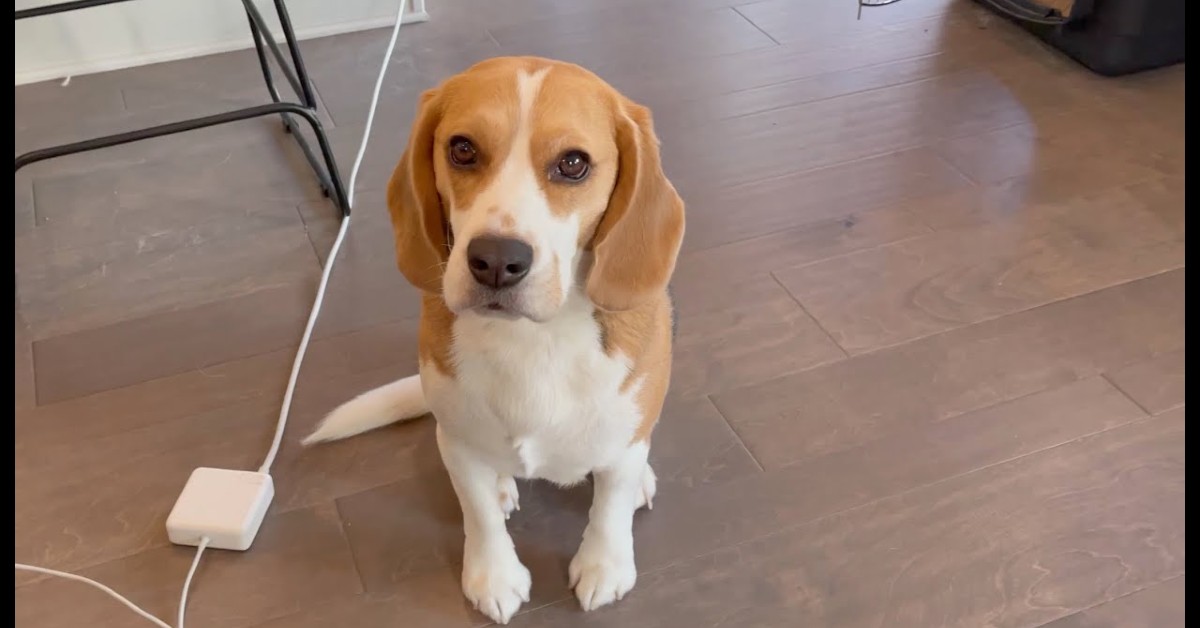Oliver cucciolo di Beagle ha una voglia irrefrenabile di mangiare (VIDEO)