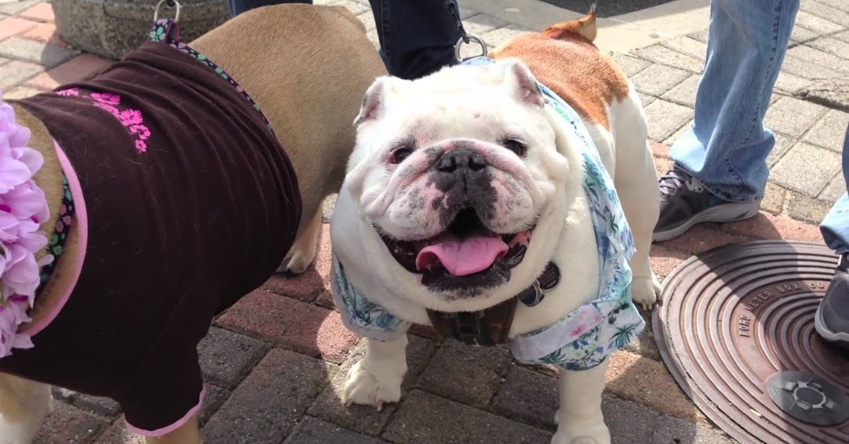 Otis dolce cucciolo di Bulldog inglese incontra suo fratello per la prima volta (VIDEO)