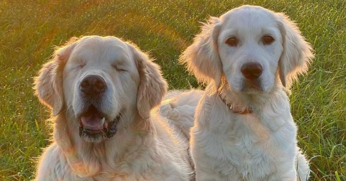 Tao, un cane cieco che “vede” grazie a Oko, un cucciolo di Golden Retriever che è diventato la sua guida speciale(VIDEO)