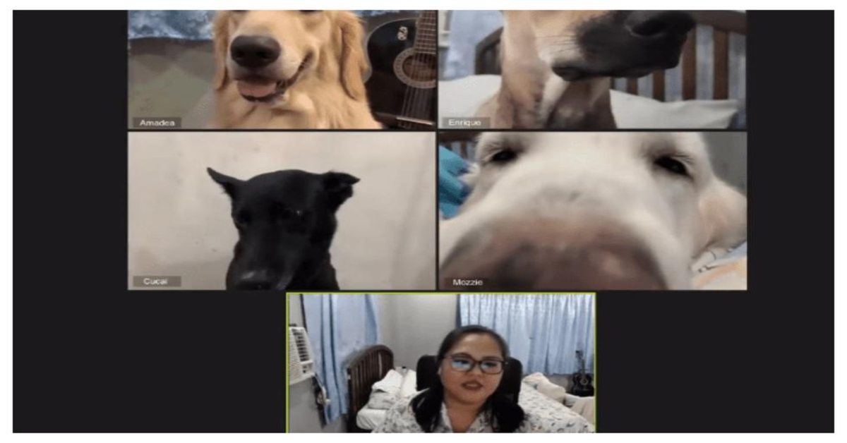 Una ragazza organizza una divertente videochiamata con i suoi quattro cuccioli di cane (VIDEO)