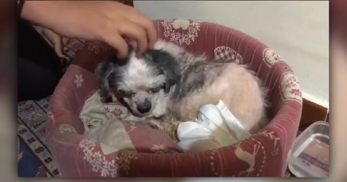 La nuova vita di Peonia, la cagnolina abbandonata in una scatola piena di vermi (VIDEO)