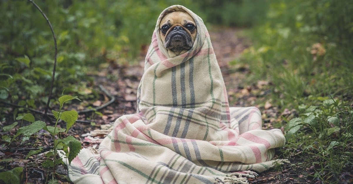 Fai molta attenzione quando usi questo oggetto, il tuo cane potrebbe avere molta paura