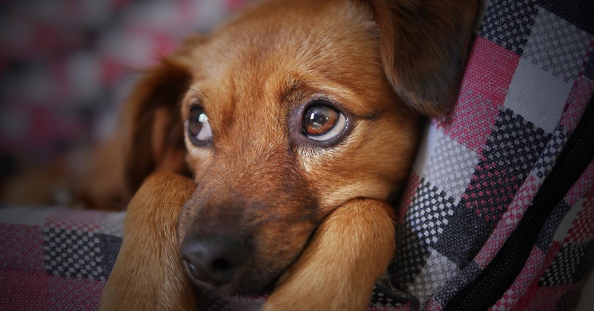 cane giù di corda