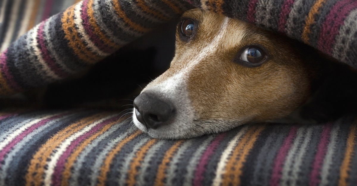 cane sotto la coperta