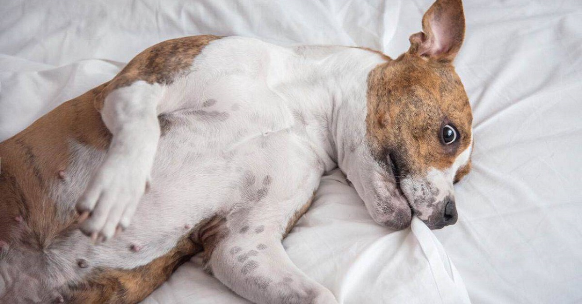 Perché il cane morde tutte le coperte di casa e come fare a fermarlo?