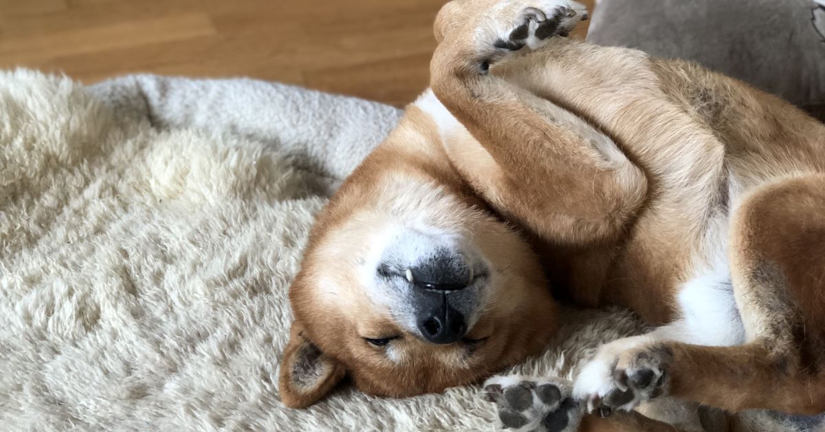 portare il cagnolino in giro per le feste