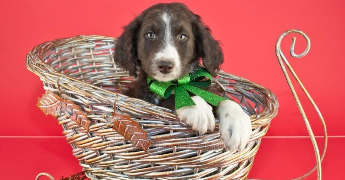 Portare il cagnolino in giro per le feste: quali accorgimenti prendere?