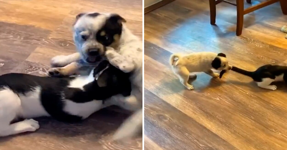 cucciola difende fratellino da gatto cattivo