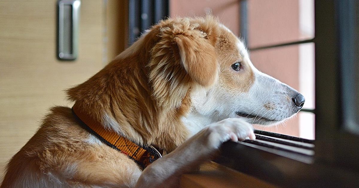 Questa razza di cani è la più abbandonata in assoluto e a quanto pare c’è un motivo