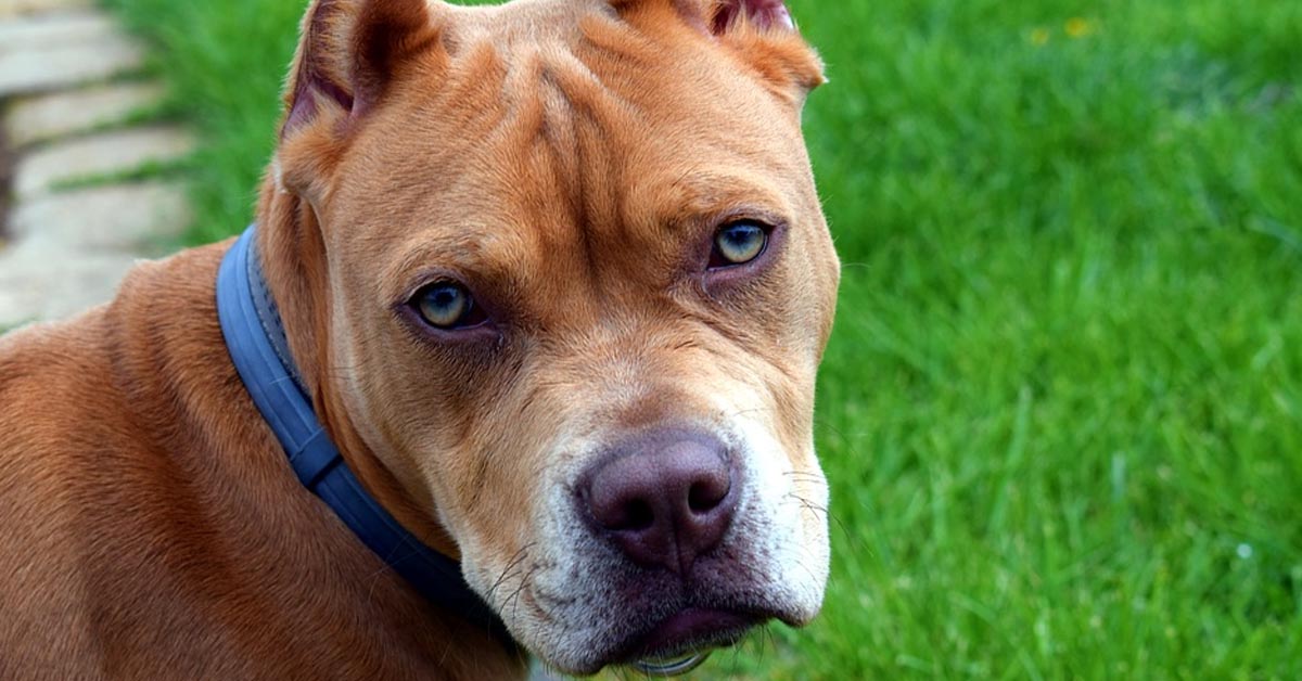 Questo cane non è ciò che sembra: ecco svelati dei segreti che ti lasceranno a bocca aperta