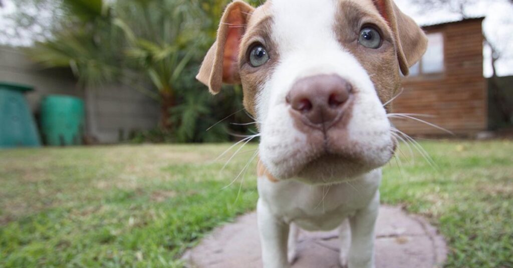 Cucciolo di Pitbull che osserva