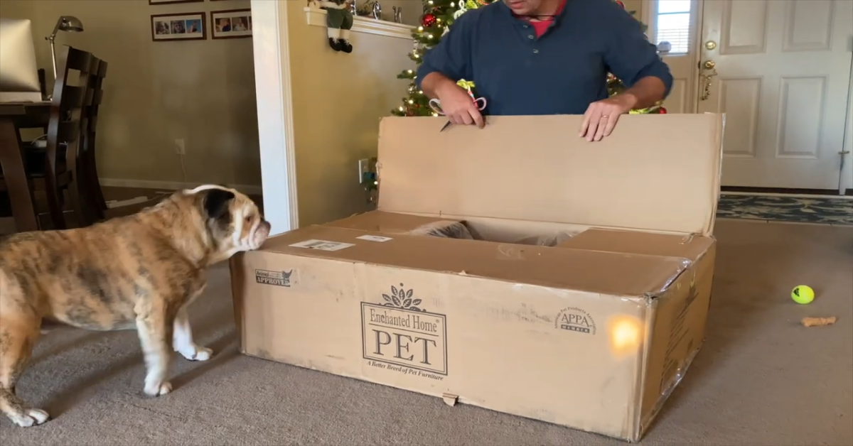 Reuben cucciolo di Bulldog inglese apre in anticipo il regalo di Natale (VIDEO)