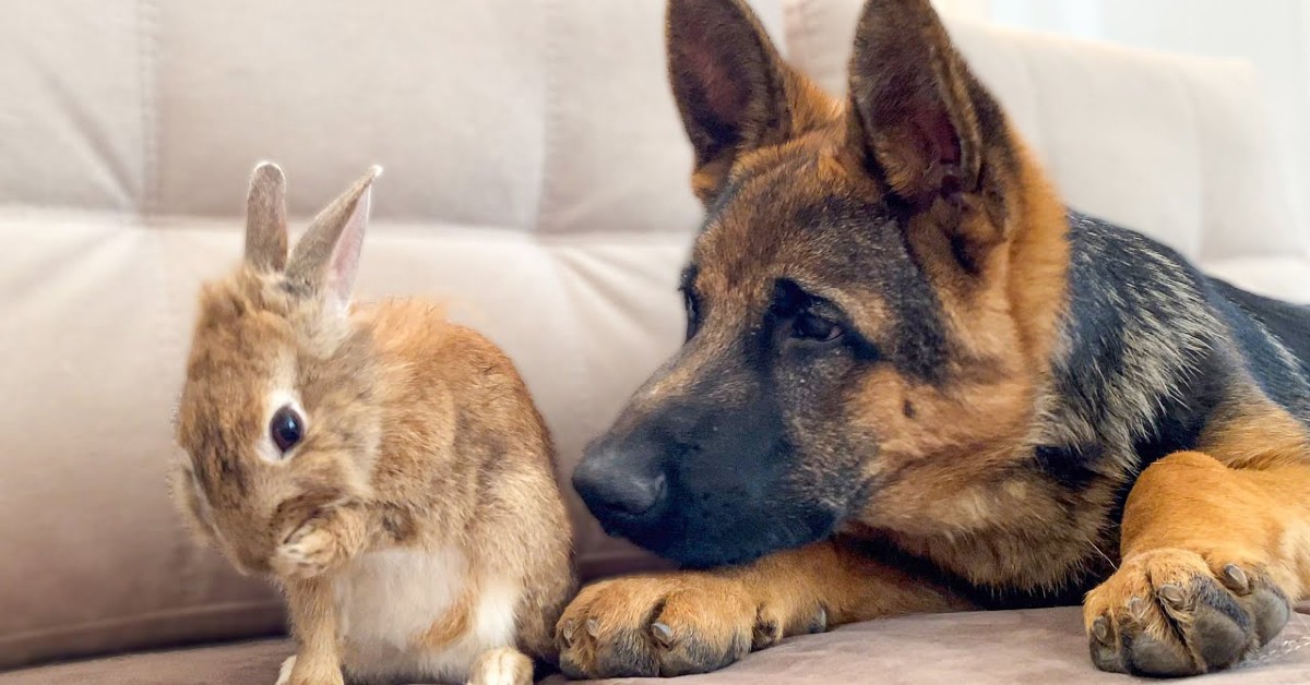 Rocky cucciolo di Pastore tedesco gioca con un coniglietto (VIDEO)