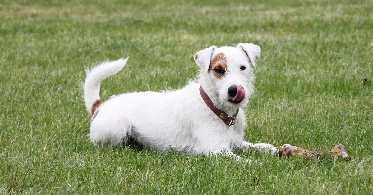 Il tenero cucciolo di Russell Terrier guarda un programma di cani in tv (VIDEO)