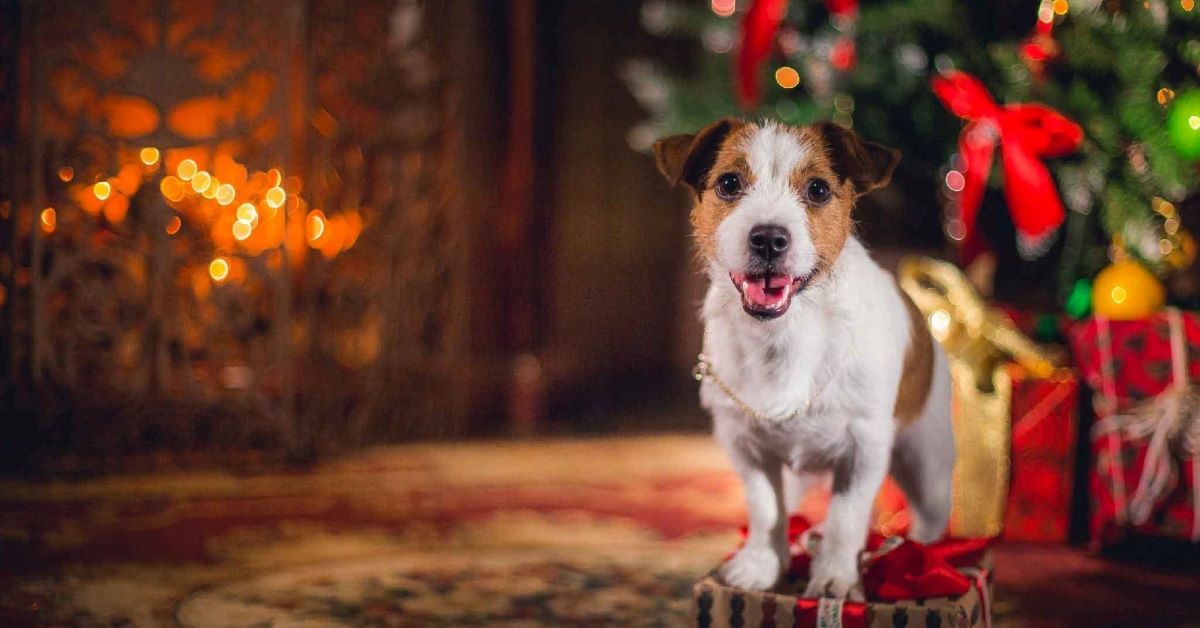 cucciolo sotto l'albero