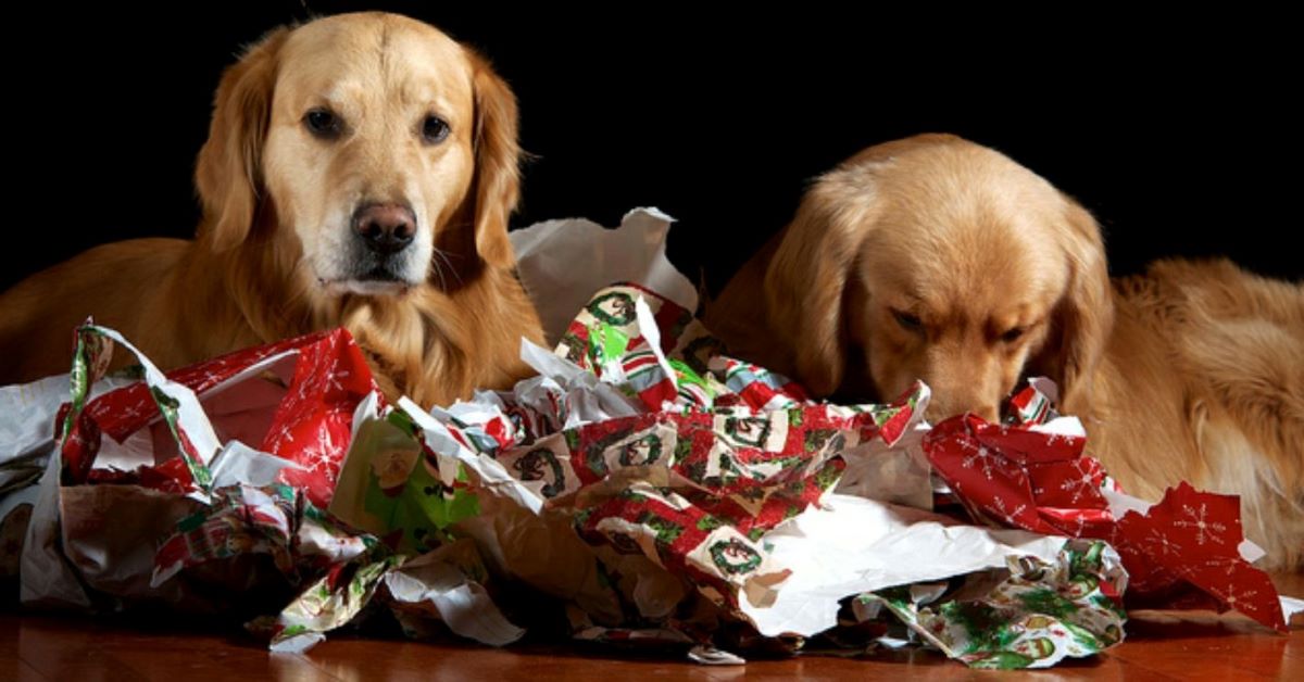 salute del cane a natale