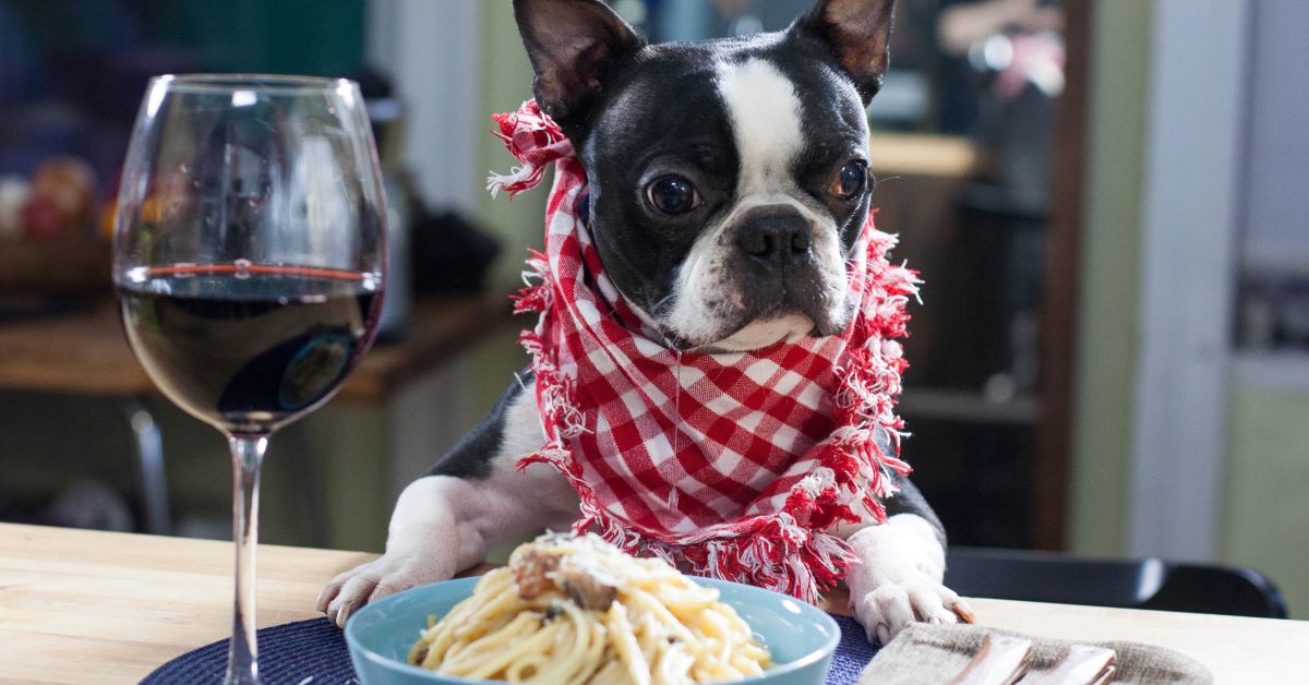 salute del cane a natale