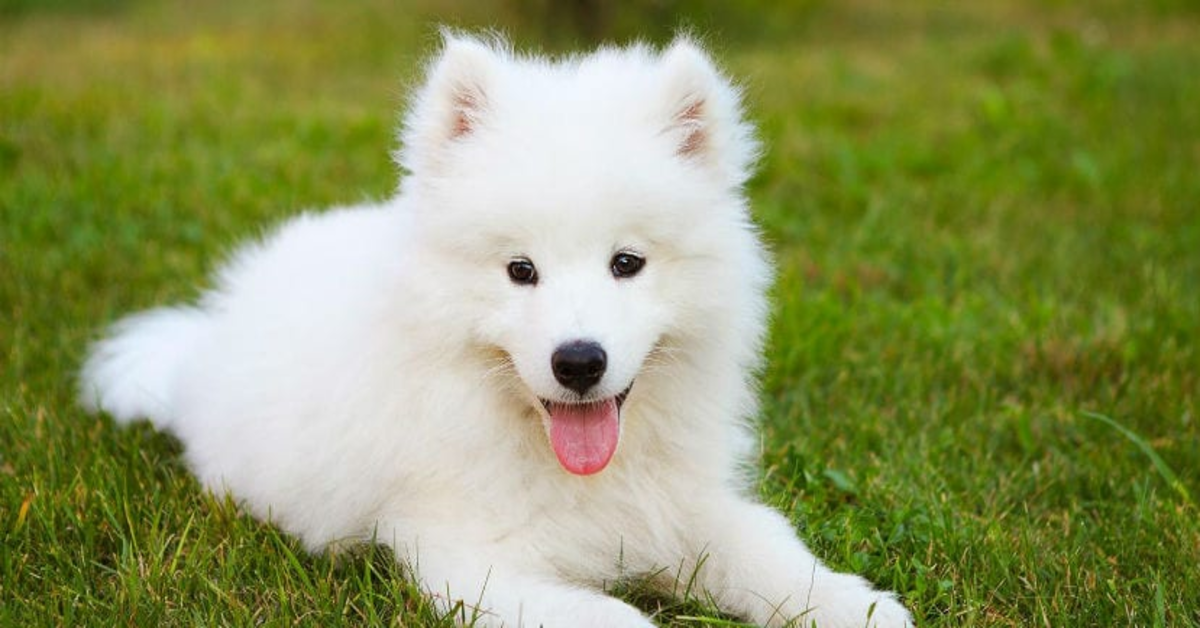 Maya la cucciola di Samoyedo che è una vera e propria critica culinaria (VIDEO)