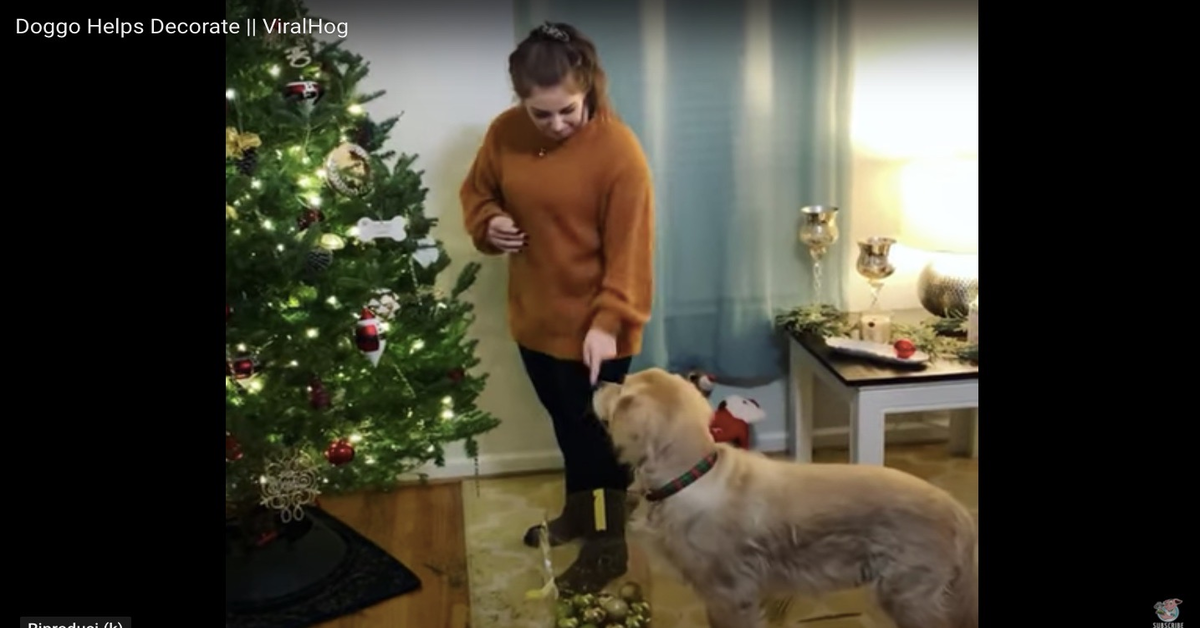 Cooper aiuta la sua mamma a fare l'albero