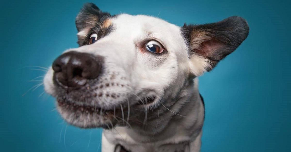 Soffiare sul muso del cane, perché Fido non lo sopporta