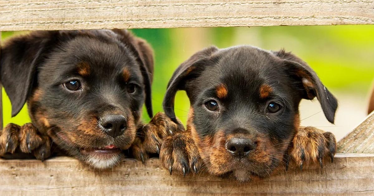 Svelata la ragione per cui nessuno può resistere ai cuccioli di cane