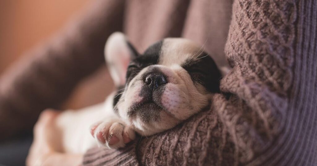 Cucciolo di cane dolcissimo