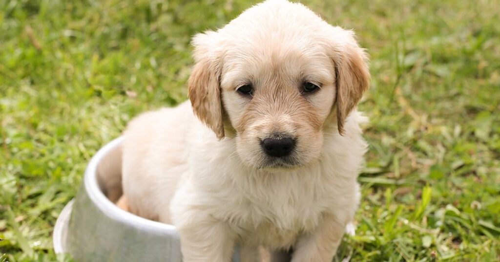 Cucciolo di cane dolcissimo