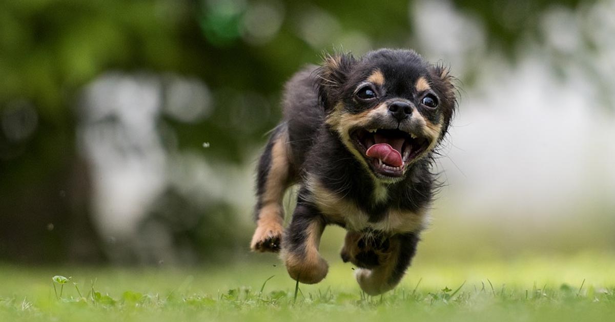 Svelate e sfatate tutte le credenze comuni e i pregiudizi sul tuo amato cane