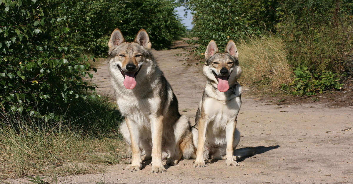 differenze lupo cane