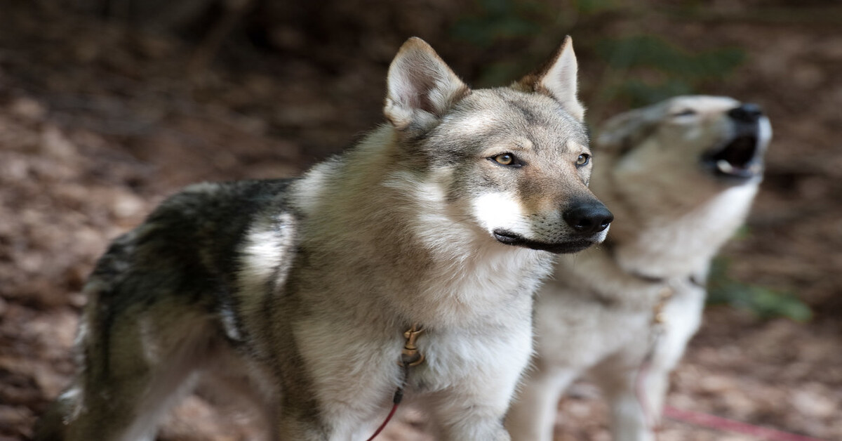 Svelate le vere differenze tra cane e lupo: ecco quelle che tutti ignorano