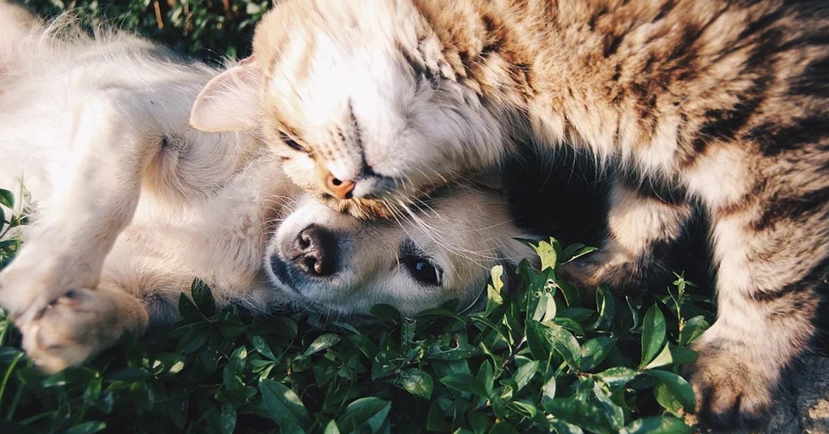 Cuccioli di cane rapiti da un gatto per essere finalmente felici – (VIDEO)