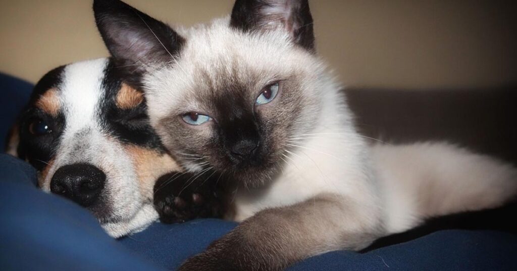 Cane con un gatto