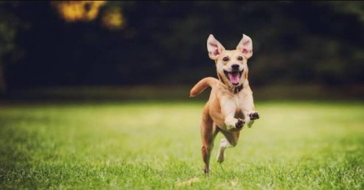 Svelato un alleato naturale importantissimo per il tuo cane con le zecche ecco qual è