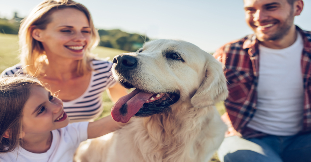 Svelato un alleato naturale importantissimo per il tuo cane con le zecche: ecco qual è