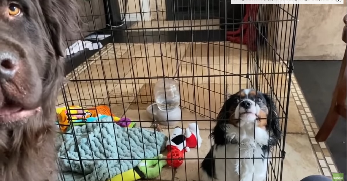 Il Terranova aiuta il cucciolo di Cavalier King a uscire dal recinto (VIDEO)