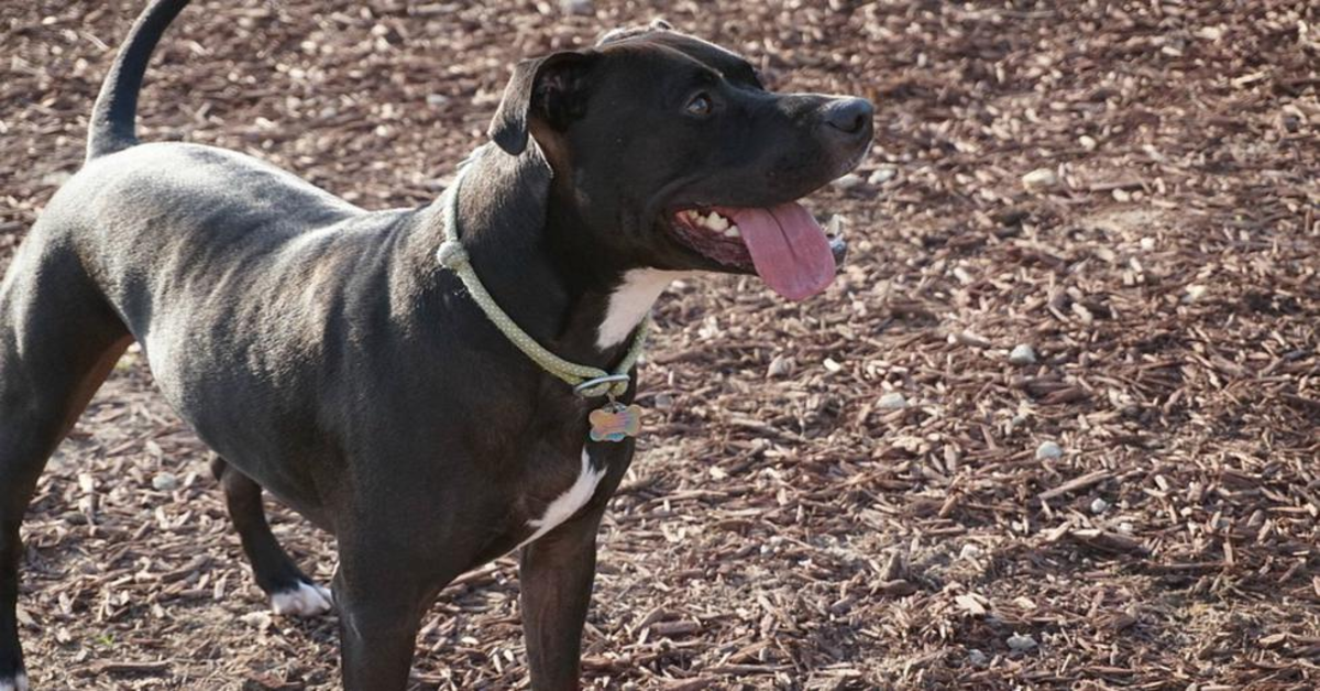 Cucciolo di Pitbull  fa una cosa impressionante per salvare una bimba da un incendio (VIDEO)