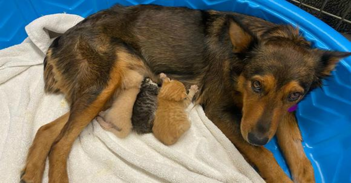 Georgia, la cucciola di cane che ha perso i suoi cuccioli e ha adottato tre gattini orfani (VIDEO)