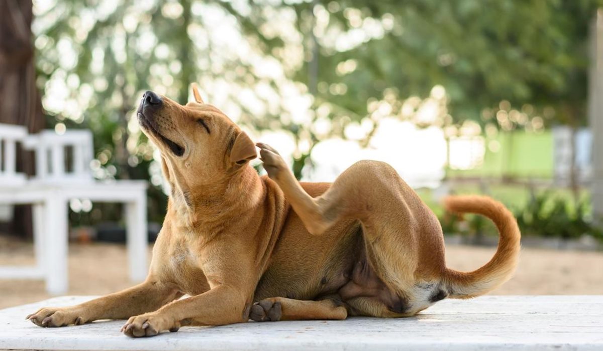 cane che si gratta l'orecchio