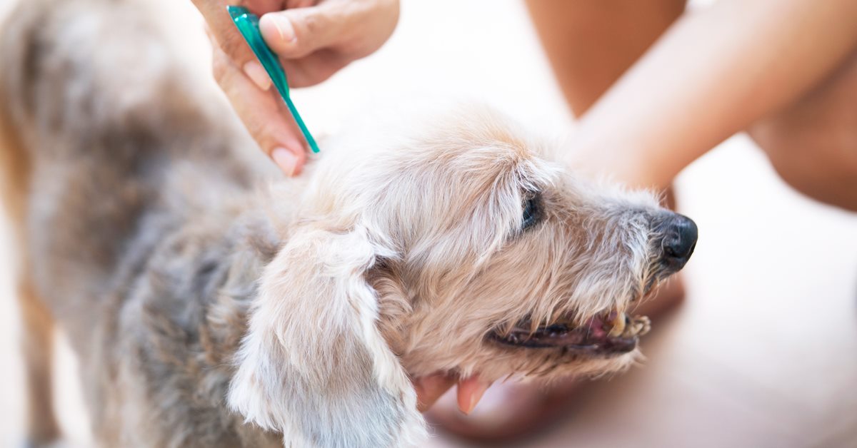 Activyl Tick Plus per cani: cosa sapere su questo antiparassitario