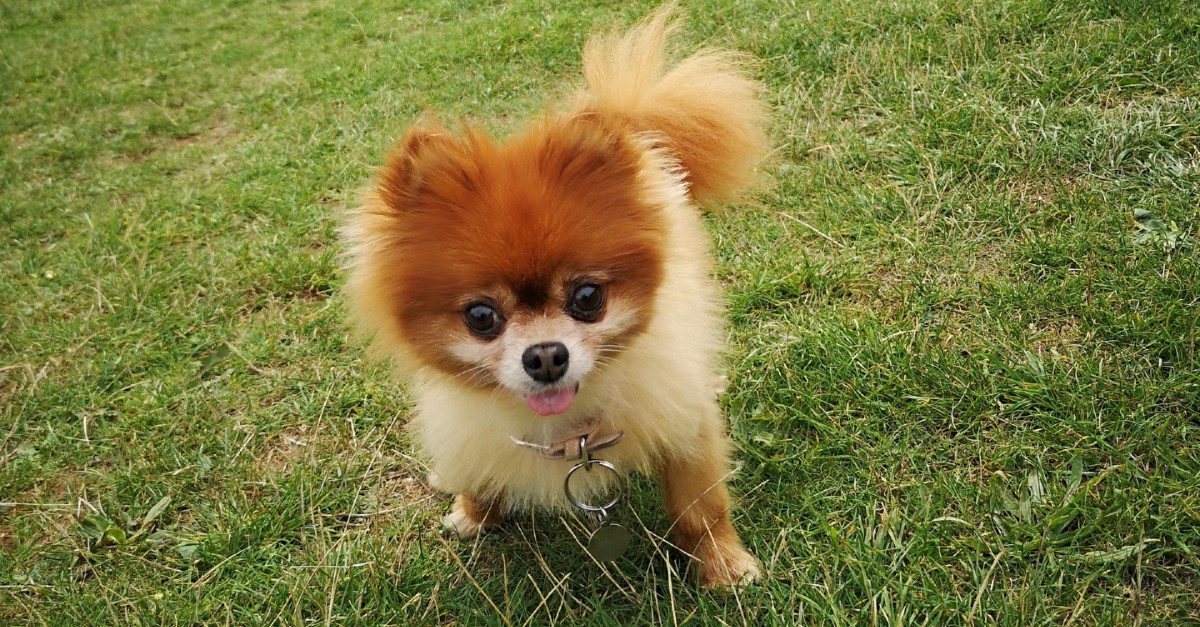 cuccioli di pomerania come riconoscerli