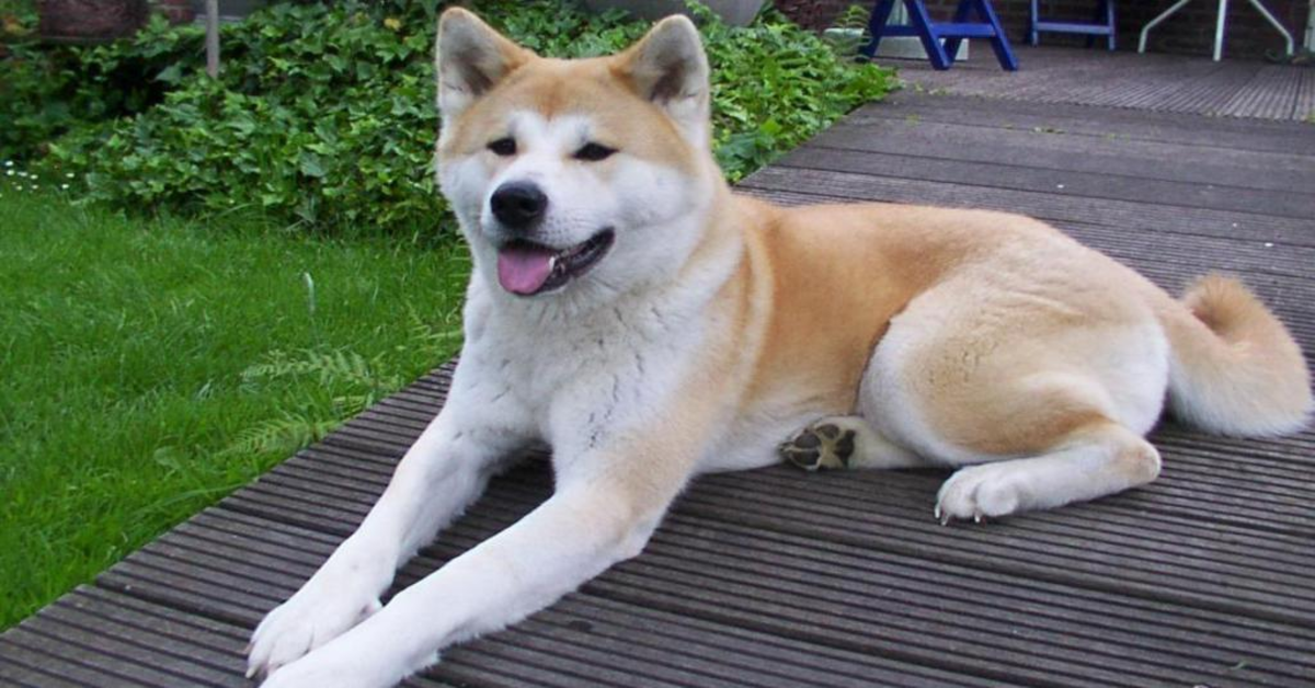 La adorabile reazione di un cucciolo di Akita Inu che vede per la prima volta un bruco (VIDEO)