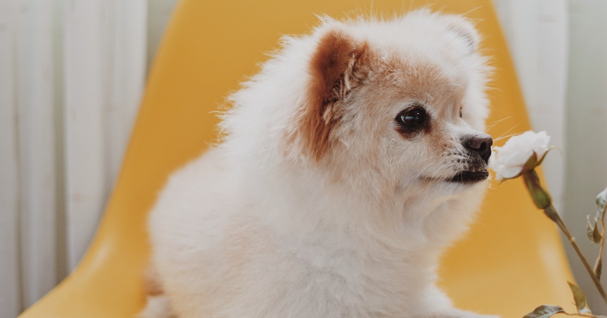 cuccioli di pomerania come riconoscerli