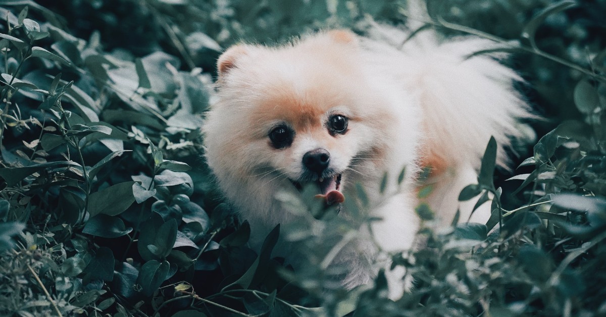 cuccioli di pomerania come riconoscerli