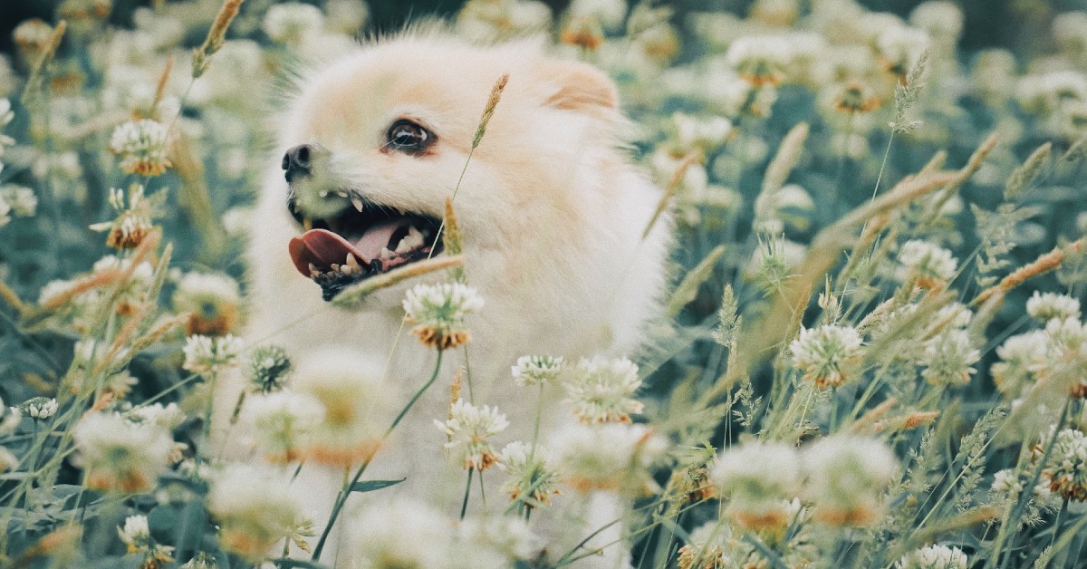 Cuccioli di Pomerania originali, come riconoscerli? Ecco tutti i segni distintivi