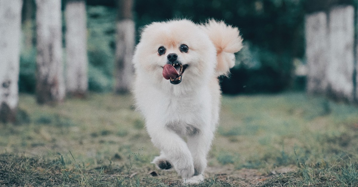 cuccioli di pomerania come riconoscerli