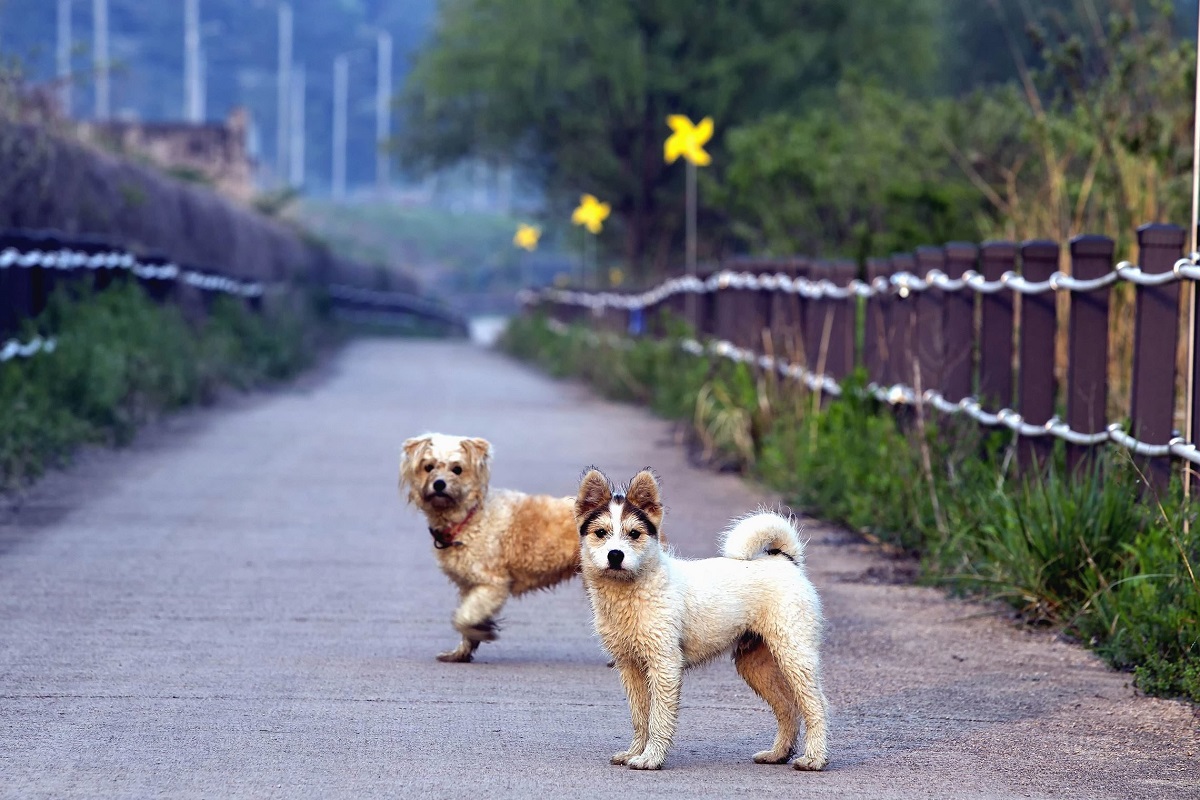 cagnolini guardano foto