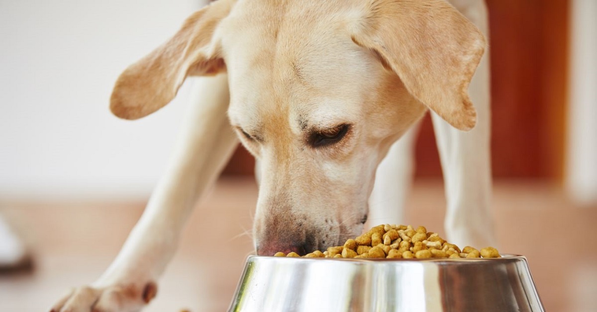 Attenzione a questi cibi: sono veri e propri veleni per il tuo amato cane